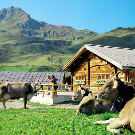 Mutterkühe auf der Tschüggenhütte in Arosa | © Arosa Tourismus / Nina Hardegger-Mattli