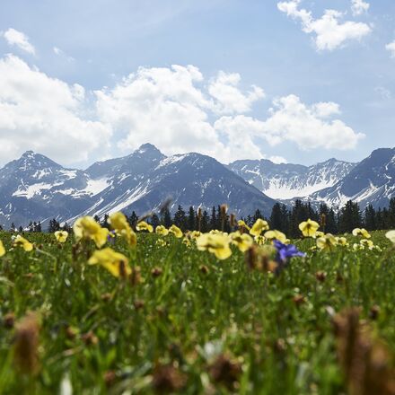 Maran Blumenwiese 3-Arosa.jpg | © Arosa Tourismus / Nina Hardegger-Mattli