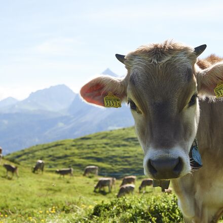 Umgang mit Tieren in Arosa | © Arosa Tourismus / Nina Hardegger-Mattli