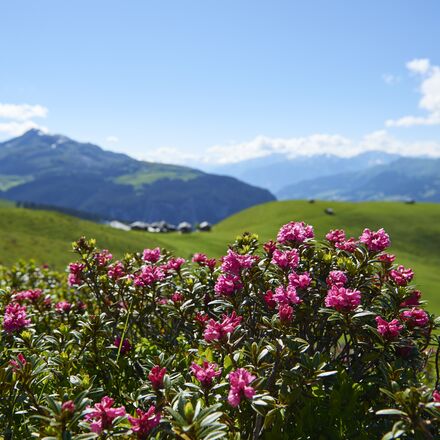 Medergen-Alpenrosen 1.jpg | © Arosa Tourismus / Nina Hardegger-Mattli