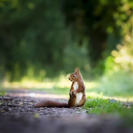 Eichhörnchen | © eluxirphoto | Pixaby