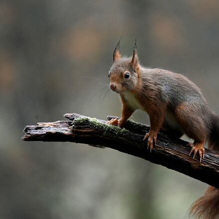 Eichhörnchen im Wald | © Pixaby