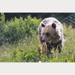 Jamila erkundigt die Aussenanlage | © Stiftung Arosa Bären / VIER PFOTEN