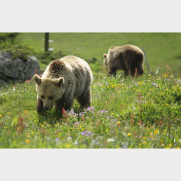 Amelia und Meimo in der Aussenanlage Süd | © Stiftung Arosa Bären I VIER PFOTEN